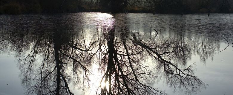Trees with reflection in water