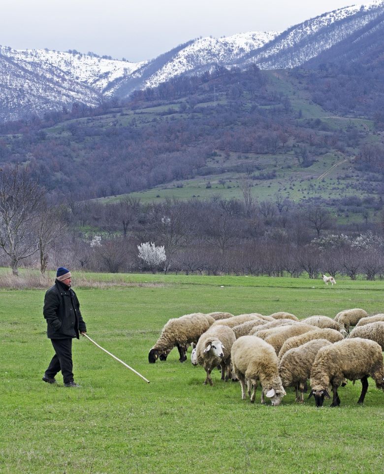 Shepherd carrying rod in filed with sheep.