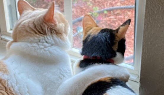 Two cats one with arm around the other looking out a window