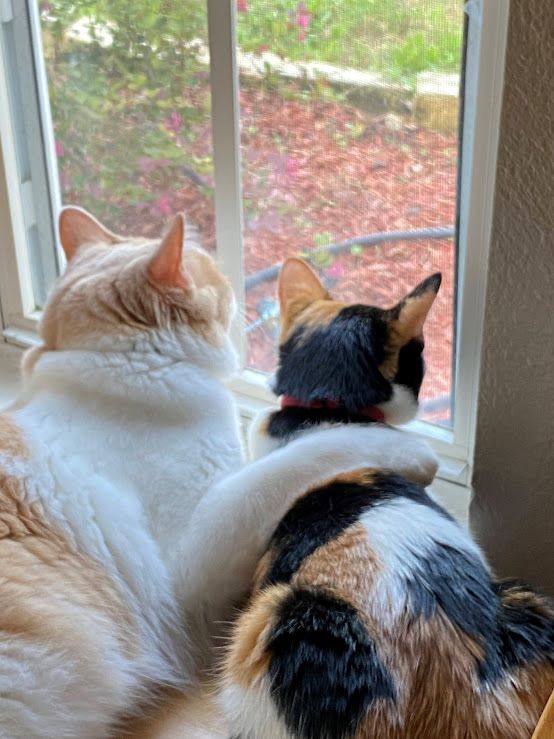 Two cats one with arm around the other looking out a window