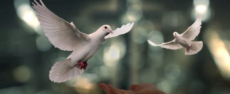 Doves landing on an open palm