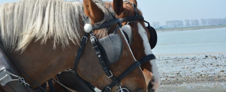 Two horses wearing blinders