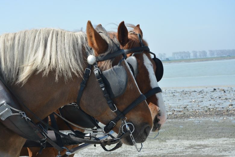 Two horses wearing blinders