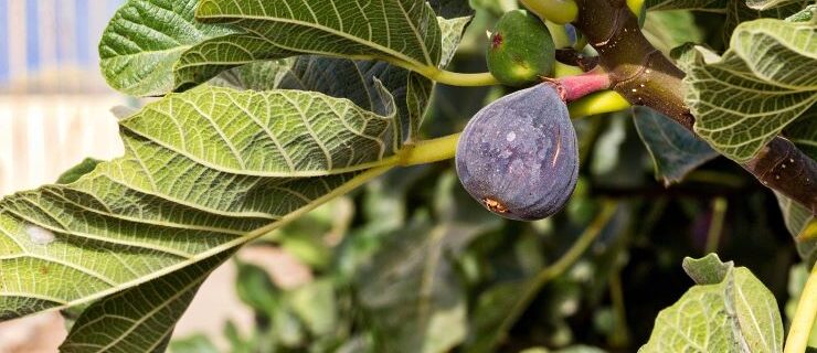 Purple fruit of a fig on a fig tree.